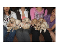 F2 English Cream Goldendoodle puppies