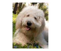 F2 English Cream Goldendoodle puppies